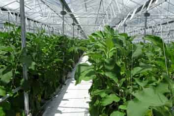 MODERN GLASSHOUSE OPERATION