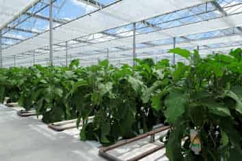 MODERN GLASSHOUSE OPERATION