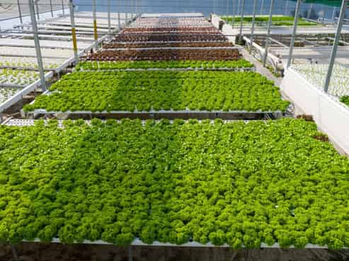 31 Hammerichs Road, Rapaura