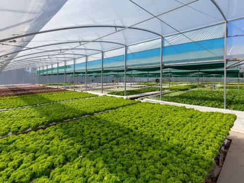 31 Hammerichs Road, Rapaura