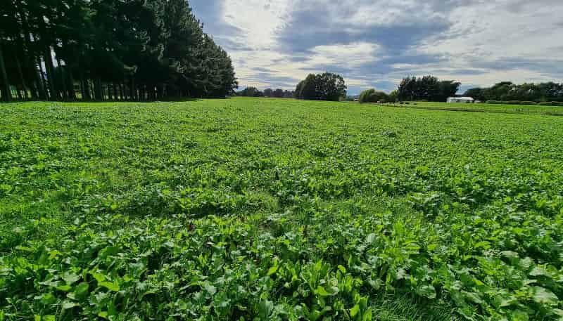 Sec 5 Short Road, Pahiatua
