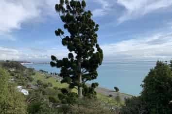 19A Paremata Street, Atawhai