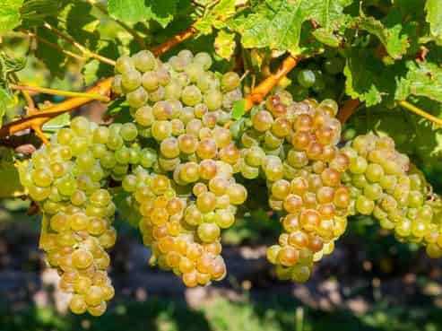 3205 State Highway 63, Wairau Valley