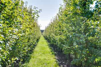 169 Longlands Road East, Longlands