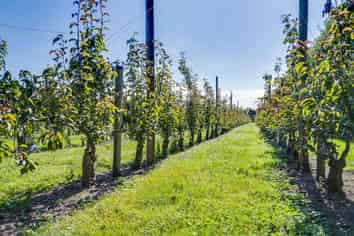 169 Longlands Road East, Longlands