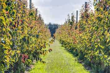 169 Longlands Road East, Longlands