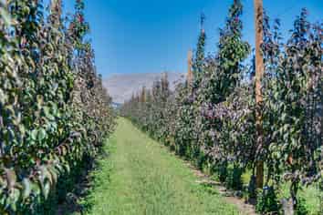 169 Longlands Road East, Longlands