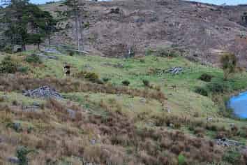 Lot 3/640 Bickerstaffe Road, Maungaturoto