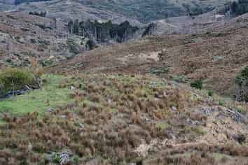 Lot 3/640 Bickerstaffe Road, Maungaturoto