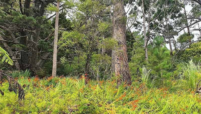  Creamery Rd, Kohukohu