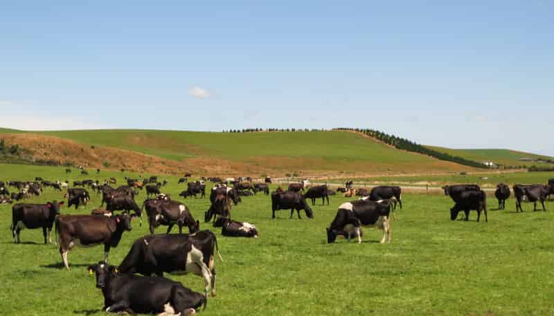 917 Rakahouka-hedgehope Road, Winton Surrounds