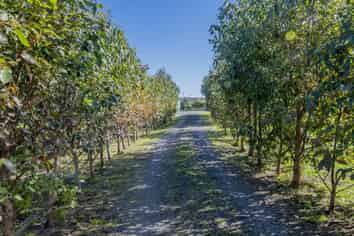 125A Hickford Road, Foxton