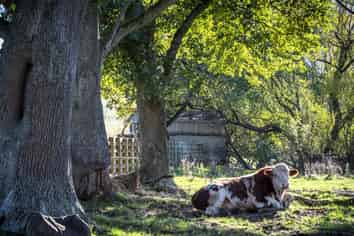 517 Waikakahi Valley Road, Ikawai