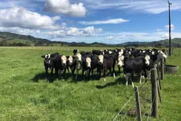 3512 Mangakahia Road, Pakotai