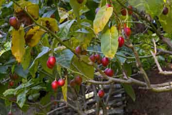 86 Pine Ridge Lane, Katikati