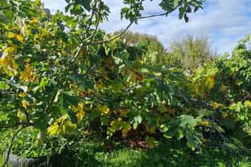 58 Marumaru Street, Marton