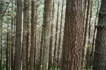  Kotare Road, Nuhaka/Morere