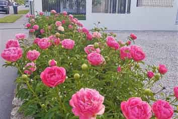 Freehold Going Concern Motel For Sale