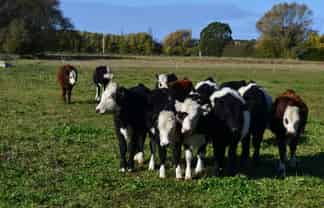 -- Fortification Road, Totara