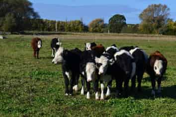 -- Fortification Road, Totara