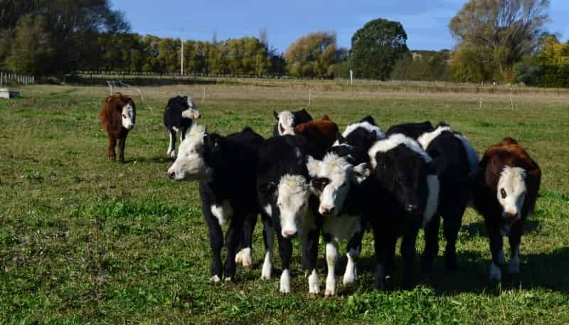 -- Fortification Road, Totara