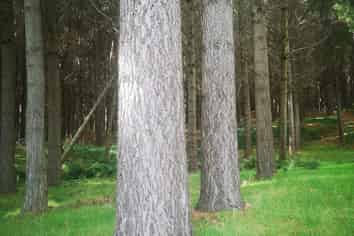  Mangatipona Road, Fordell