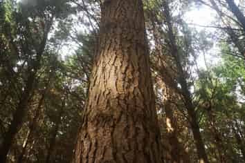  Mangatipona Road, Fordell