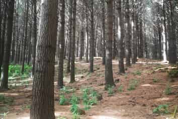  Mangatipona Road, Fordell