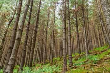  Pine Farm 35, Ormond