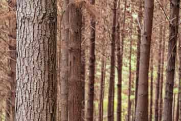  Pine Farm 35, Ormond