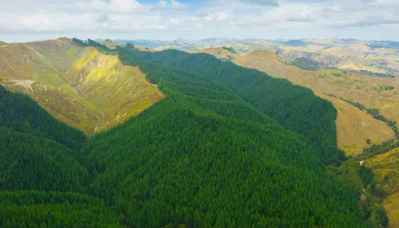  Pine Farm 35, Ormond