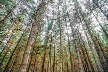  Pine Farm 35, Ormond