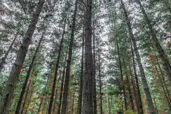  Pine Farm 35, Ormond