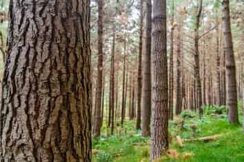  Pine Farm 35, Ormond