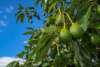 64 Tangihua Road, Maungakaramea