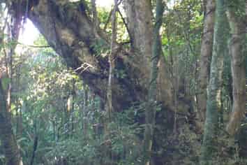 Proposed L Te Tio Road, Kaikohe Surrounds