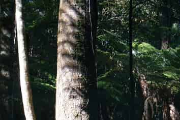 Proposed L Te Tio Road, Kaikohe Surrounds