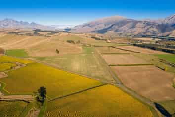  New Sauvignon Blanc Vineyard For Lease