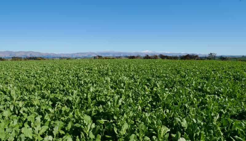  Lyalldale Middle Road, Saint Andrews