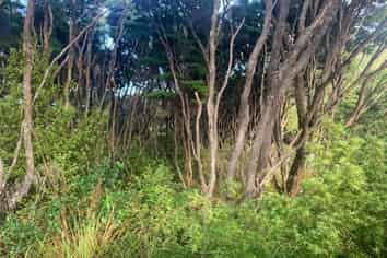 12 Moana View Road, Great Barrier Island