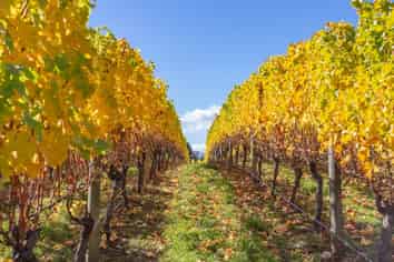 Lot 6 Vineyard Lane, Martinborough