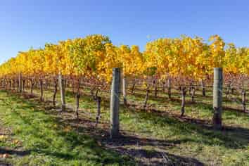 Lot 6 Vineyard Lane, Martinborough