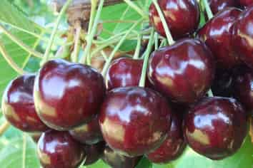 13 Blackman Road, Clyde