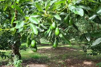 1555A State Highway 2, Whakamarama