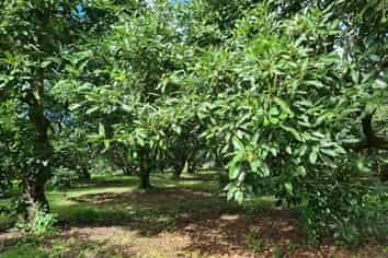 1555A State Highway 2, Whakamarama