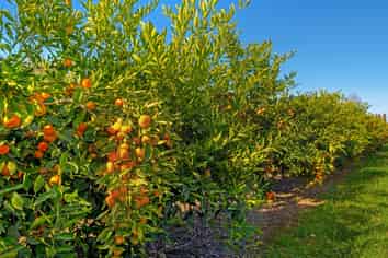 Lot 3 Snowsill Road, Ormond