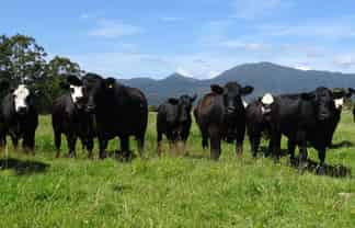 1067 Kaniere-Kowhitirangi Road, 