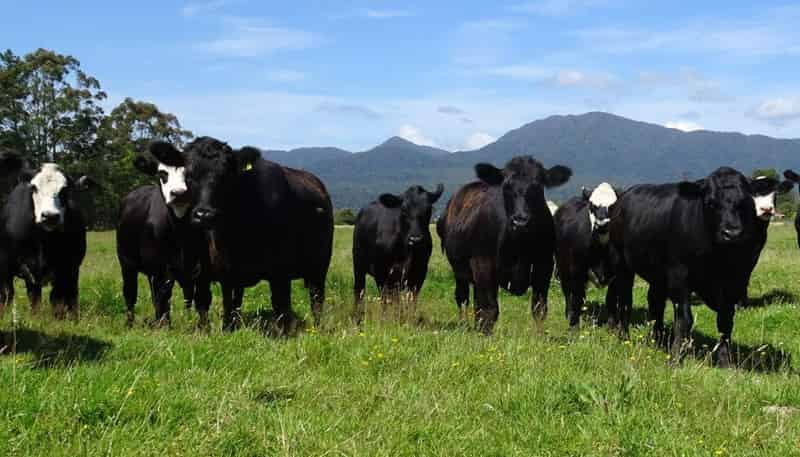 1067 Kaniere-Kowhitirangi Road, 