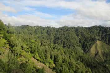 718 Opotiki Road, Waimiha-Ongarue