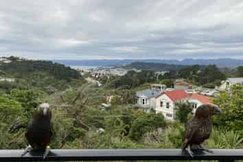 10 Koromiko Road, Aro Valley